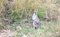 Pretty Face Wallaby